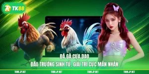 Trải nghiệm đá gà TK88 với 3 hình thức khó lòng rời mắt - victory96